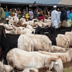 Where I Buy Cheap Pepper and Live Animals in Ibadan