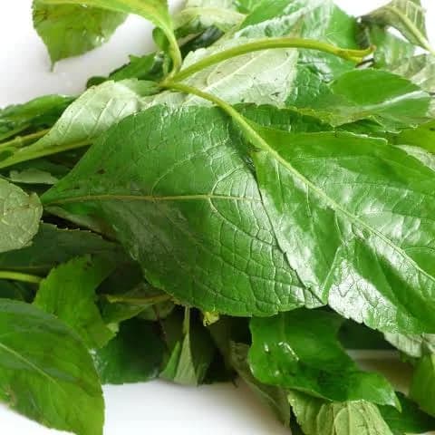 Scent Leaf: Nature's Aromatic Powerhouse