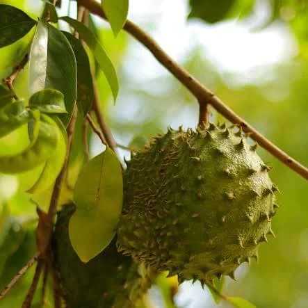 Soursop Leaves: Nature's Green Shield