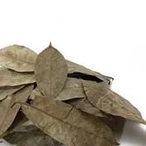 Soursop Leaves: Nature's Green Shield