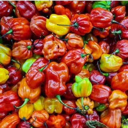 Headline: The Chemistry of Heat: Why Pepper is More Than Just "Hot." 🌶️