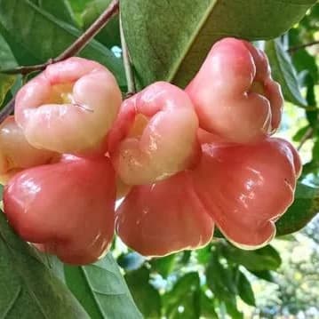 Nigerian fruits that are gradually disappearing
