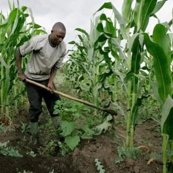 When to Plant Maize in Nigeria for Best Yield