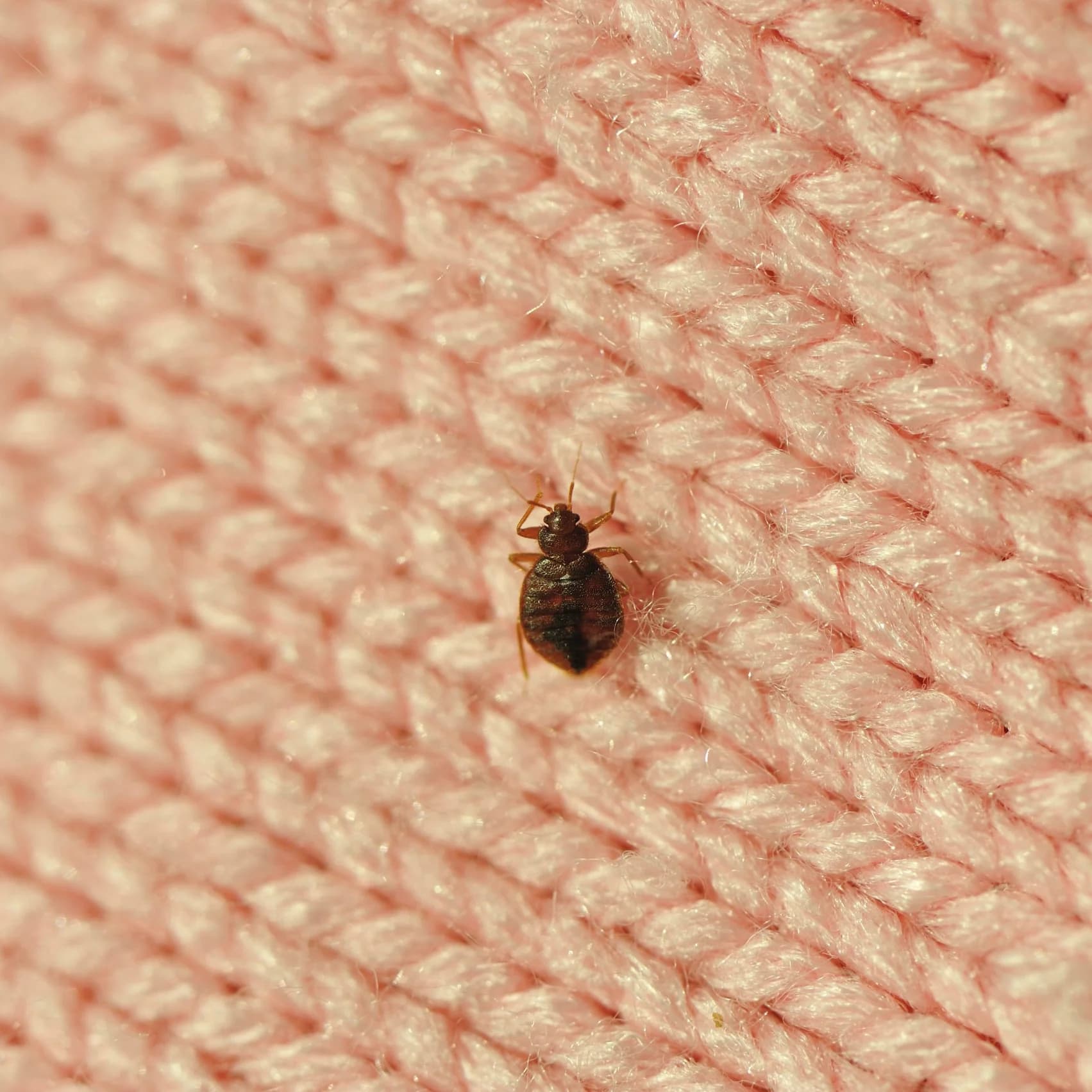 How I Got Rid of Bed Bugs at Home