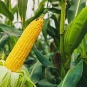 When to Plant Maize in Nigeria for Best Yield