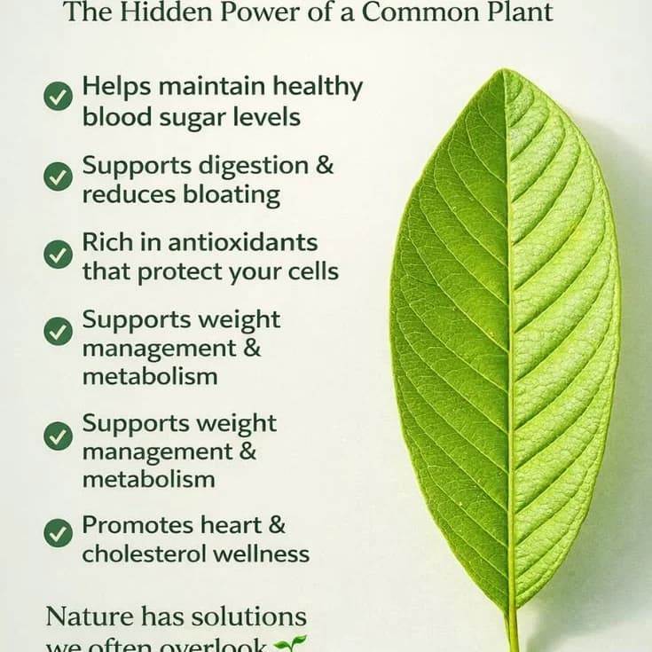 GUAVA LEAF: Nature’s Hidden Wellness Secret!
