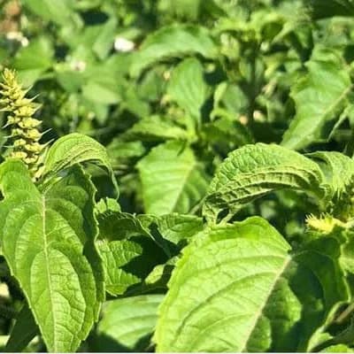 Scent Leaf: Nature's Aromatic Powerhouse