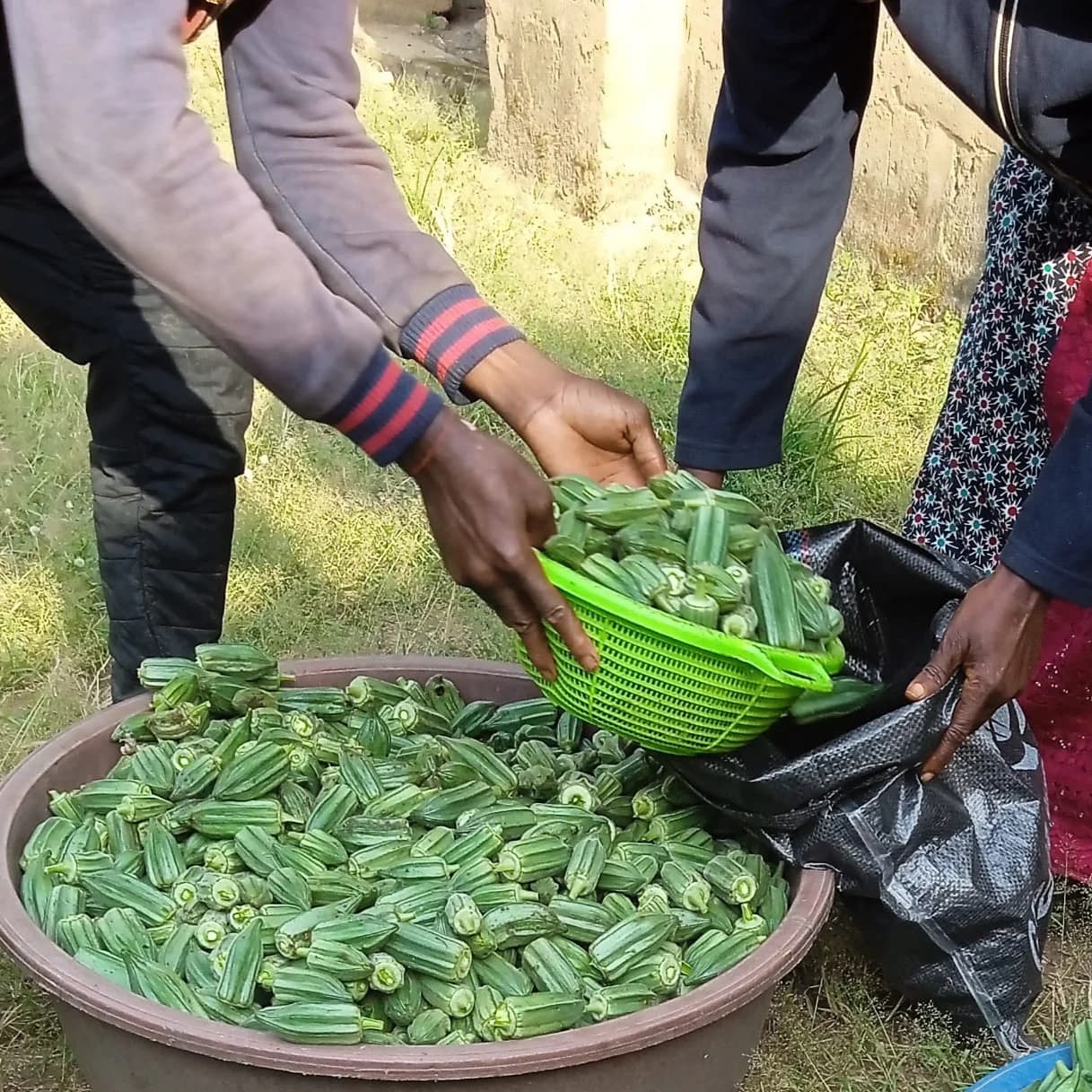 Making money in Okro/Okra business