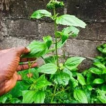 The Usefulness of Awolowo Leaf (Akwụkwọ Eliza)