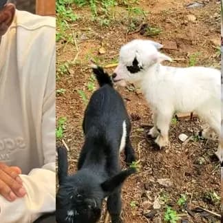 Nigerian Man Says Breakup Led Him Into Successful Goat Farming 🚨
