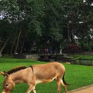 A Perfect Chill Spot in Ibadan? Agodi Gardens