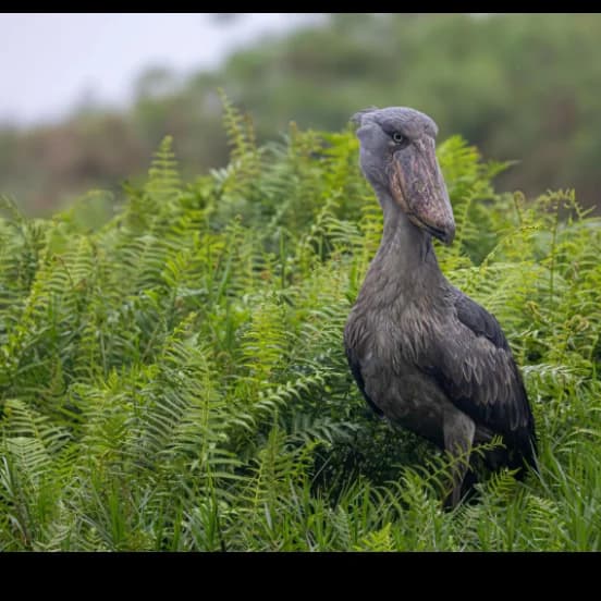 SHOEBILL: THE MOST FEARED LOOKING BIRD