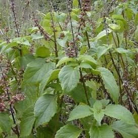 Scent Leaf: Nature's Aromatic Powerhouse