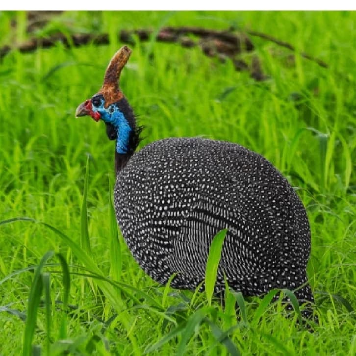 Thing's about Guinea fowl you might want to know