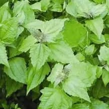 The Usefulness of Awolowo Leaf (Akwụkwọ Eliza)
