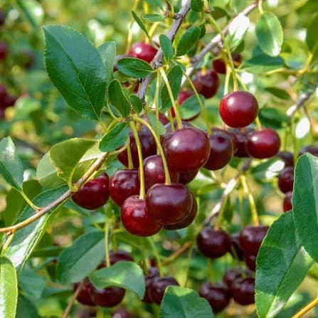 Nigerian fruits that are gradually disappearing