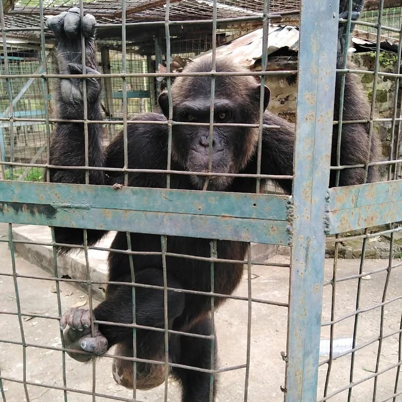 My Experience Visiting Makurdi Zoo in Benue State