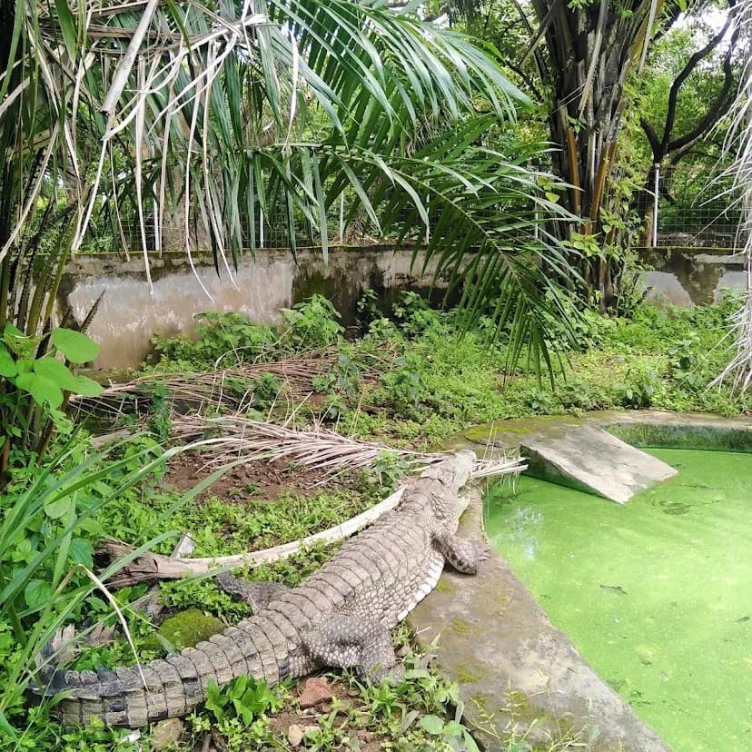 My Experience Visiting Makurdi Zoo in Benue State