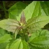 The Usefulness of Awolowo Leaf (Akwụkwọ Eliza)