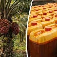 Where to Get Palm Oil in Large Quantities in Imo State