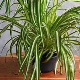 The Spider Plant (Chlorophytum comosum) is Nature’s Eye Drops