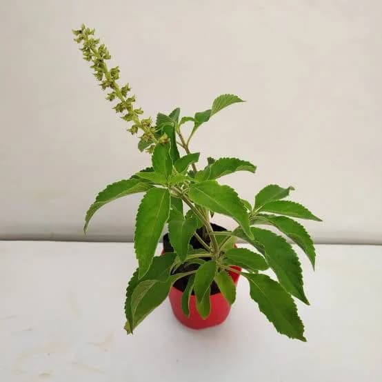 Scent Leaf: Nature's Aromatic Powerhouse