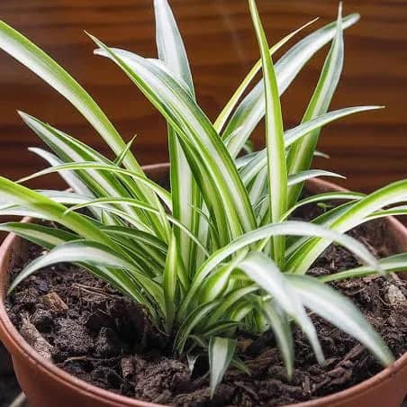 The Spider Plant (Chlorophytum comosum) is Nature’s Eye Drops