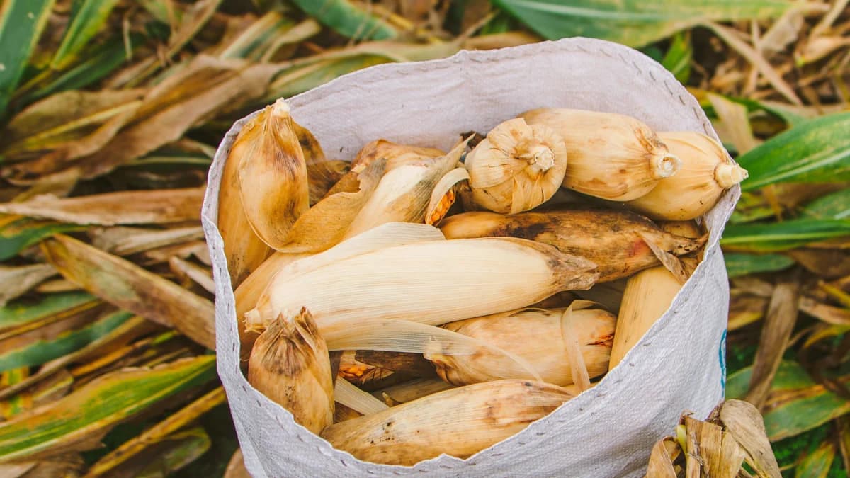 Is there money in Agriculture?