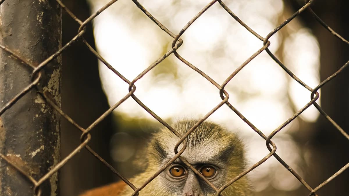 There are more zoos in Nigeria than most of us can name.