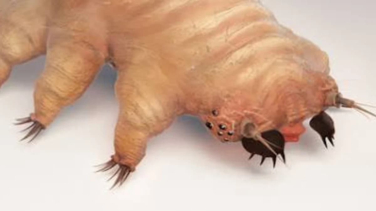 Tiny Creatures Live on Your Face