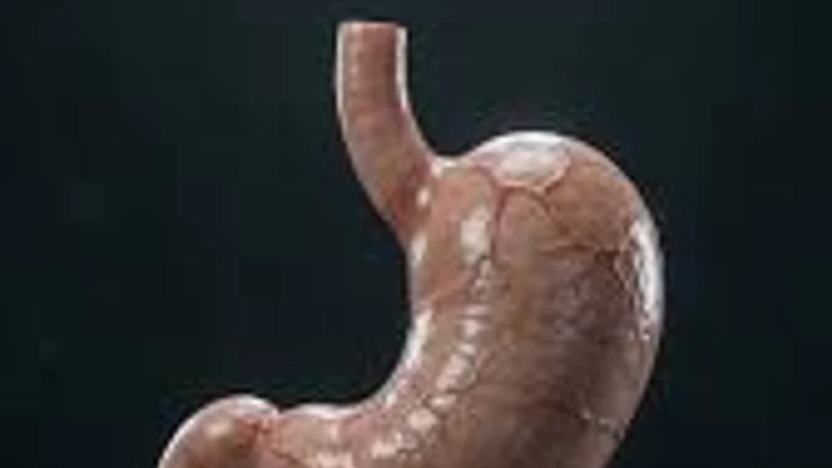 Why Doesn't Your Stomach Digest Itself?