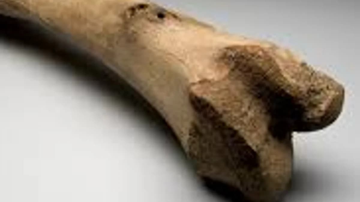 Your Bones Are Not Completely Solid
