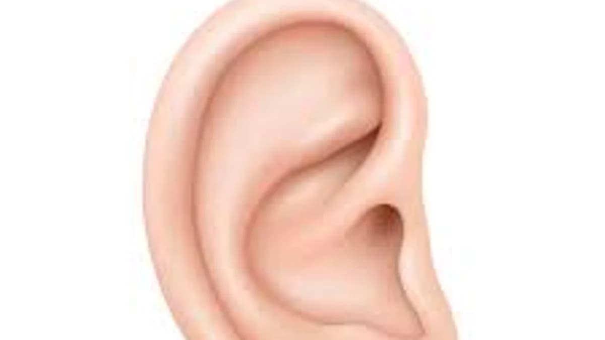 Your Ears Help You Know Which Way Is Up