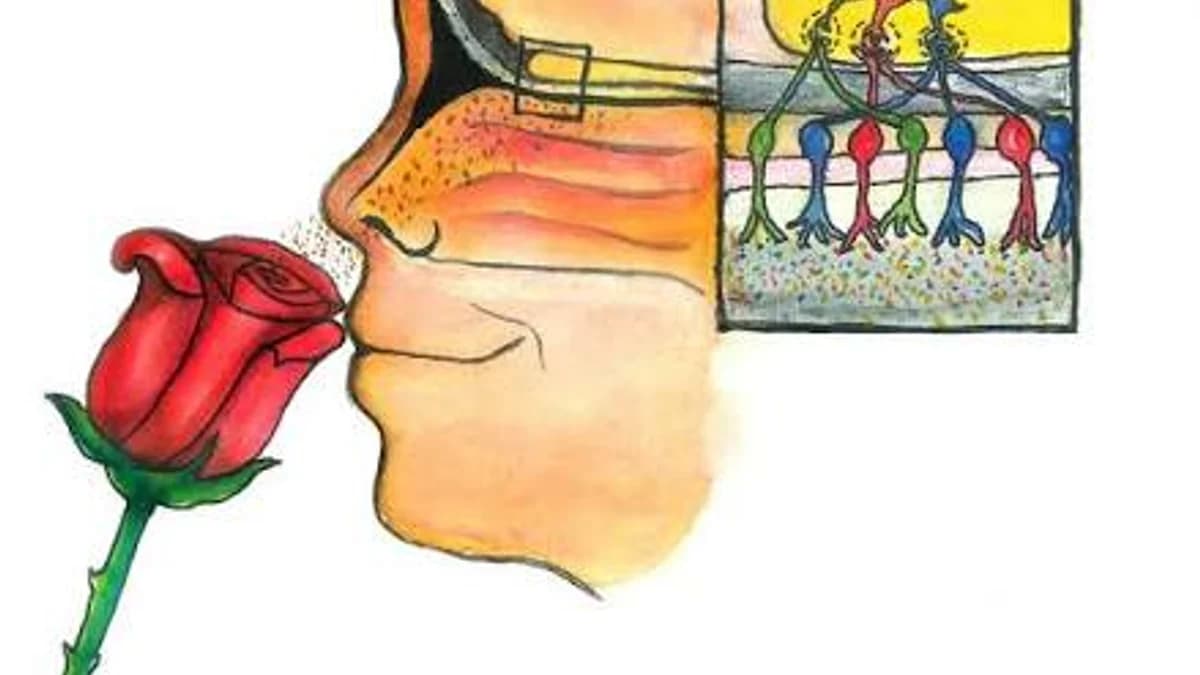 You Can Smell With Your Brain 👃🧠