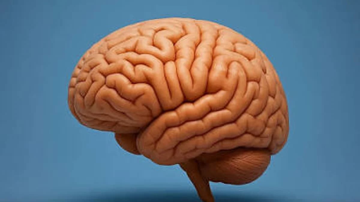 Your Brain Doesn't Actually Feel Pain