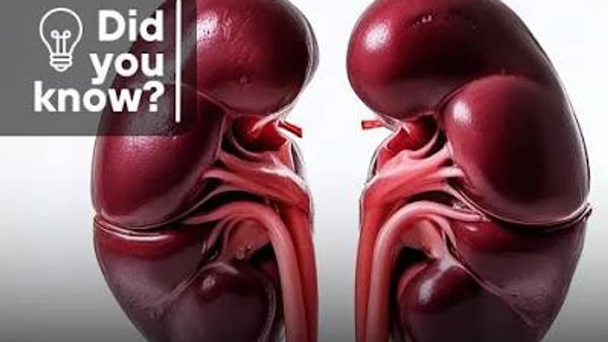 Your Kidneys Filter Your Blood All Day