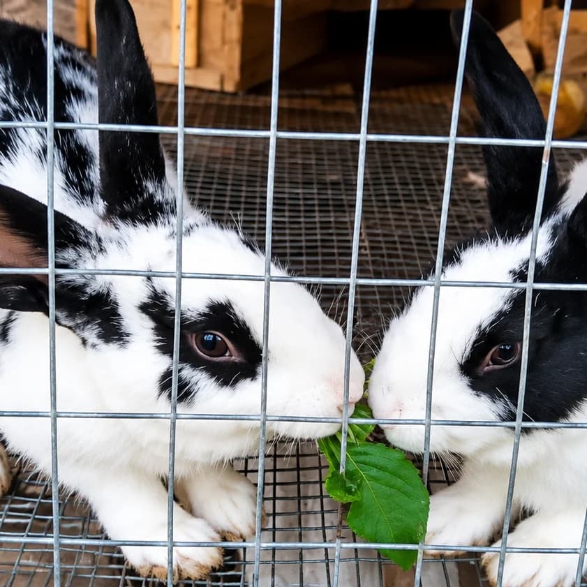 Rabbit Farming: The Small Animal That Rescued a Big Season and How You Can Start.
