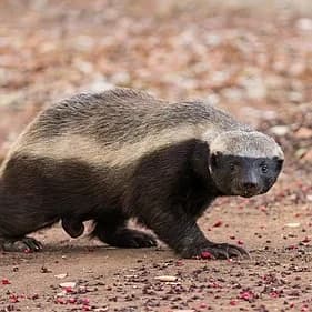 Do you know Honey badger is The most fearless animal in the world" - Guinness World Records
