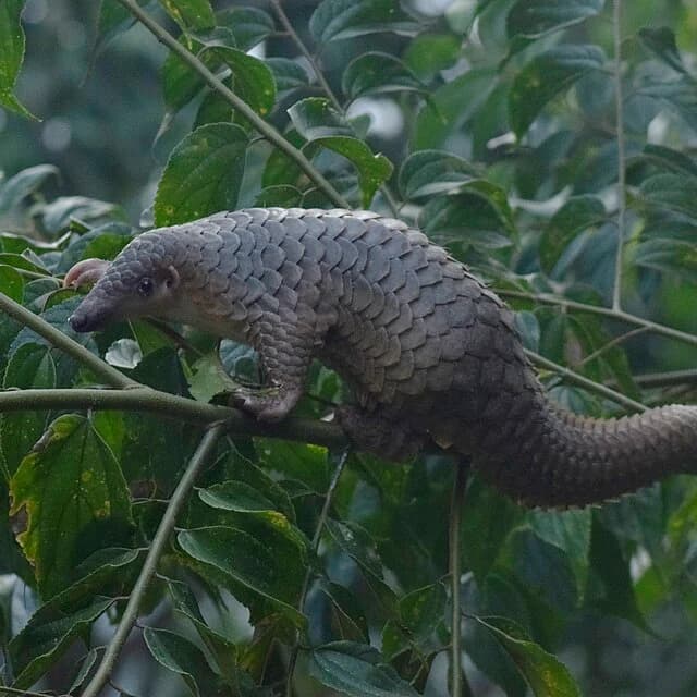 Pangolin the scaly anteaters also called Obetenyi in Igala