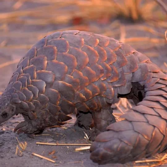 Pangolin the scaly anteaters also called Obetenyi in Igala