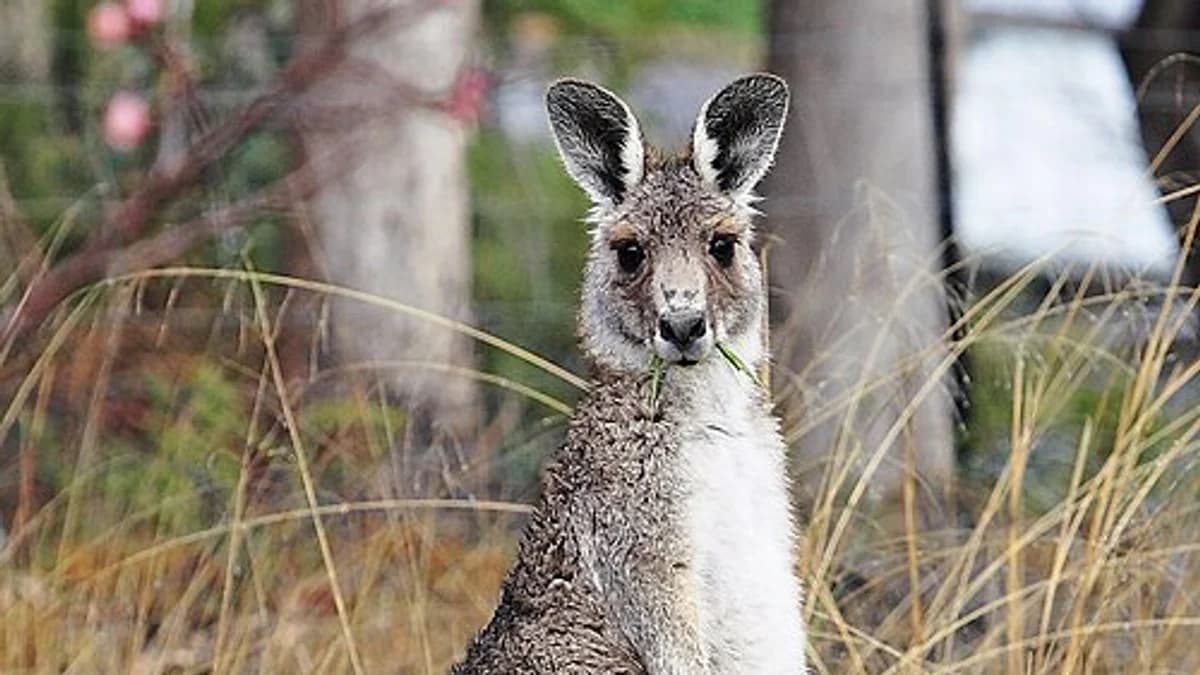 The kangaroos and their behavior