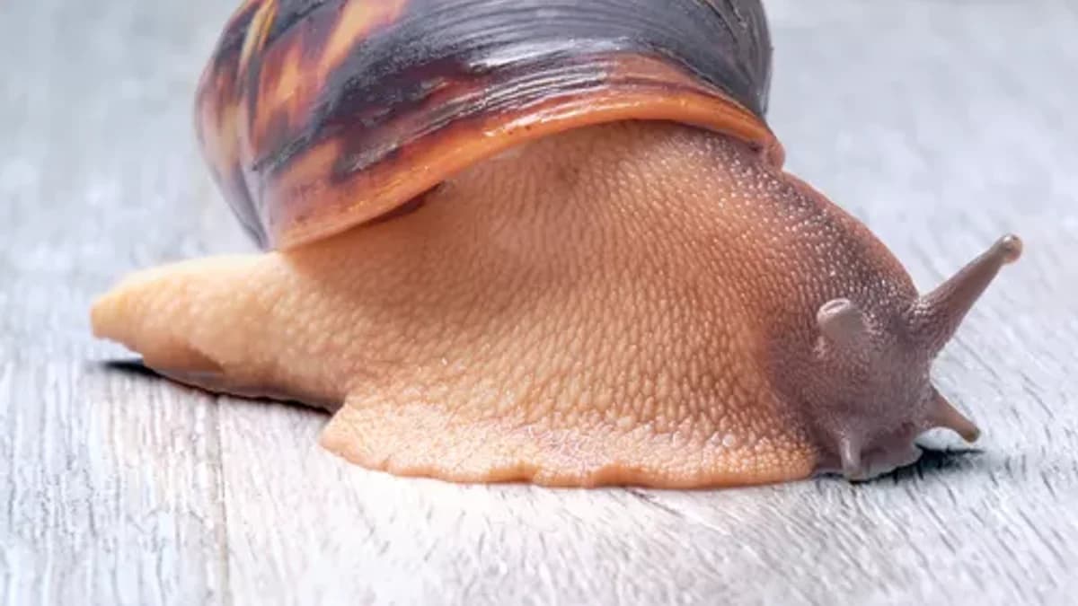 Snails and their diet