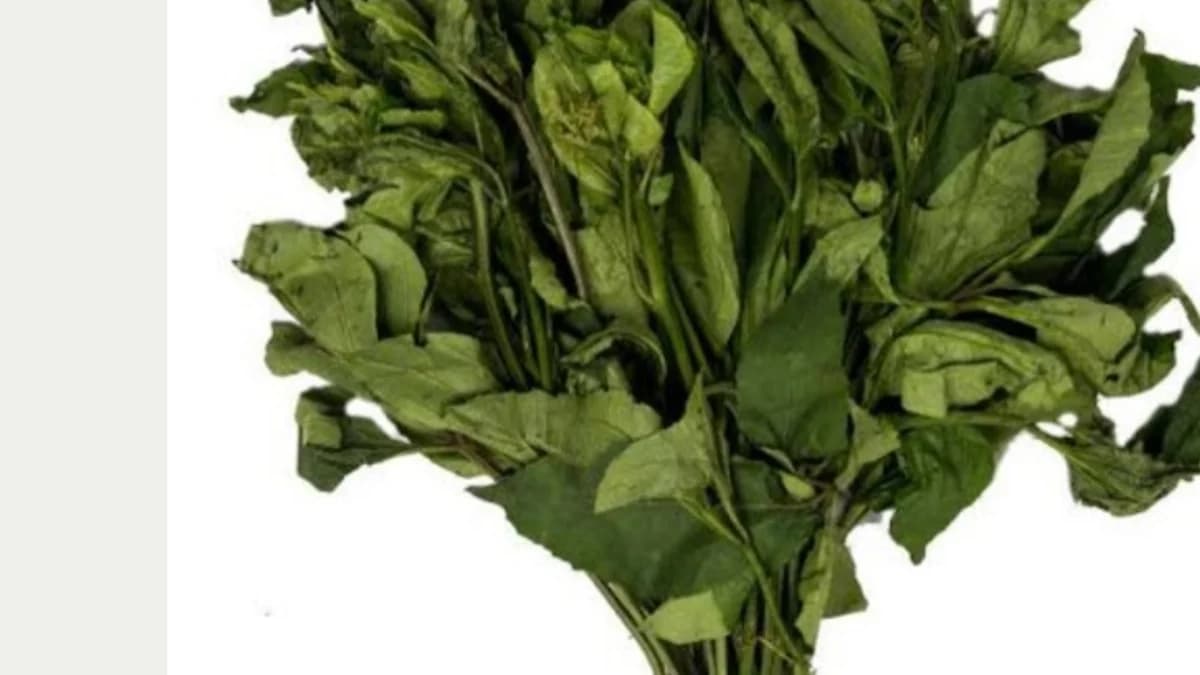 How to Formulate a "Blood-Boost Nutri-Powder" from Ugwu Leaves to Fight Hidden Hunge