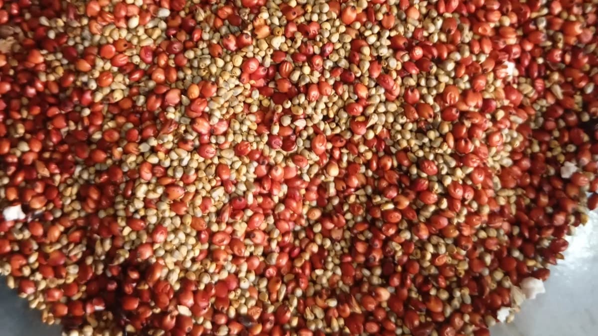🌾 DON'T UNDERESTIMATE THESE LOCAL GRAINS: GUINEA CORN & MILLET 🇳🇬