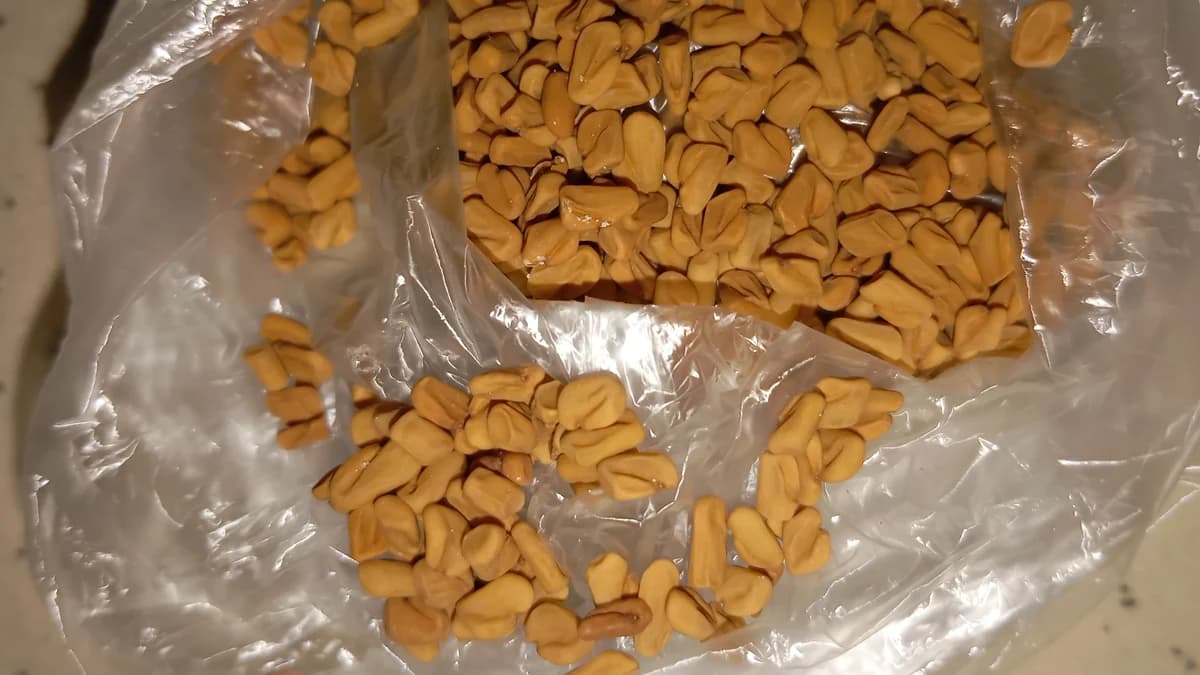 🌿 FENUGREEK: THAT LITTLE SEED YOU MAY HAVE SEEN IN NIGERIAN HOMES… BUT WHAT IS IT ACTUALLY GOOD FOR
