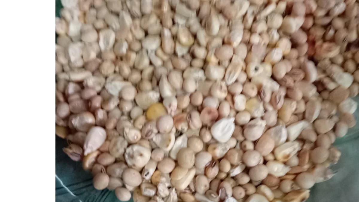 π½ DAY 2: WHY I'M ADDING WHITE CORN TO MY HOMEMADE TOMBROWN