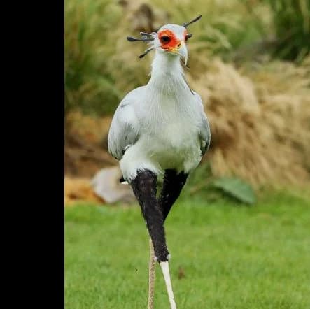 SECRETARYBIRD: AFRICA’S SNAKE HUNTER