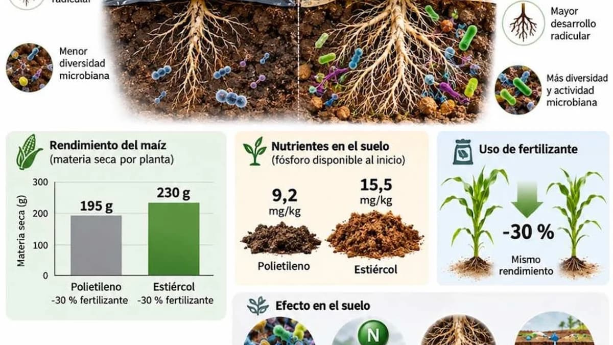 A Cow Manure Film Could Eliminate Agricultural Plastic and Reduce Fertilizer Use