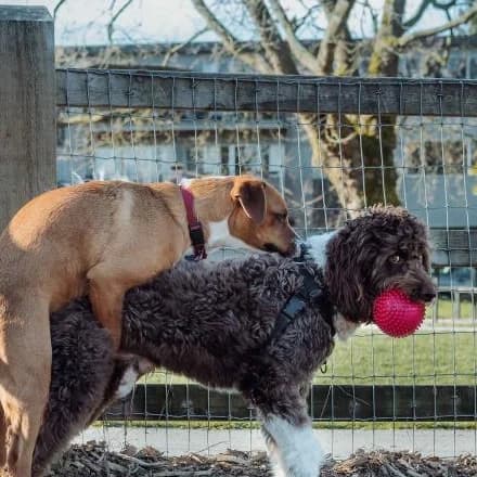 Why Do Dogs Humps?: Reasons For Dog Humping