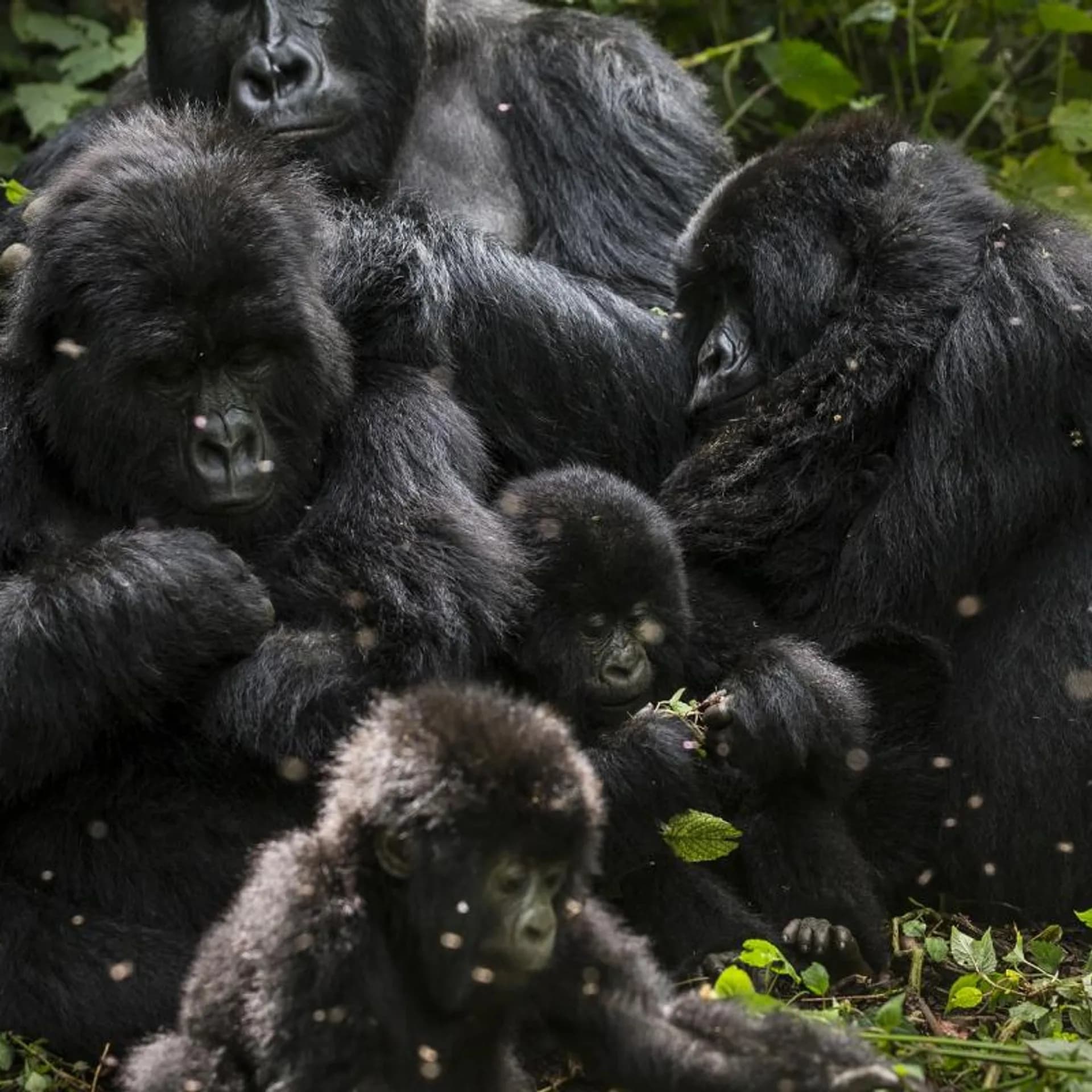 We Risk Losing These Beautiful Animals Due to Human Activities